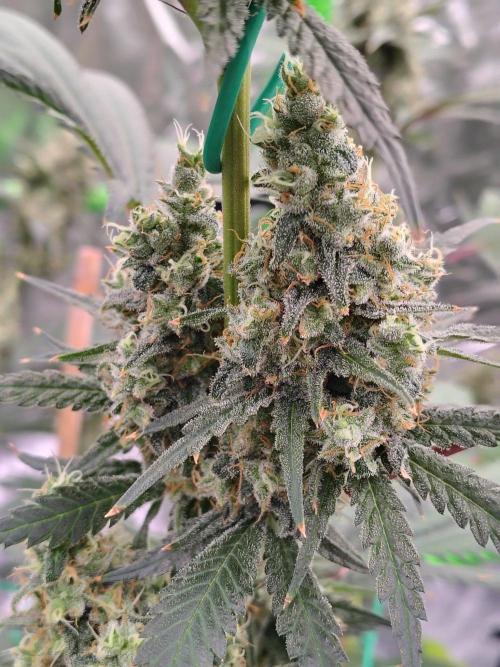 Fruity Pebbles OG. Week 13