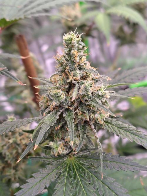 Fruity Pebbles OG. Week 13