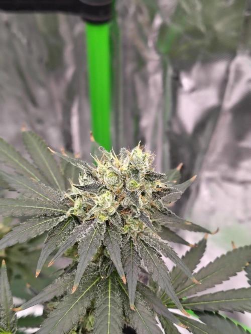 Durga Mata. Week 13