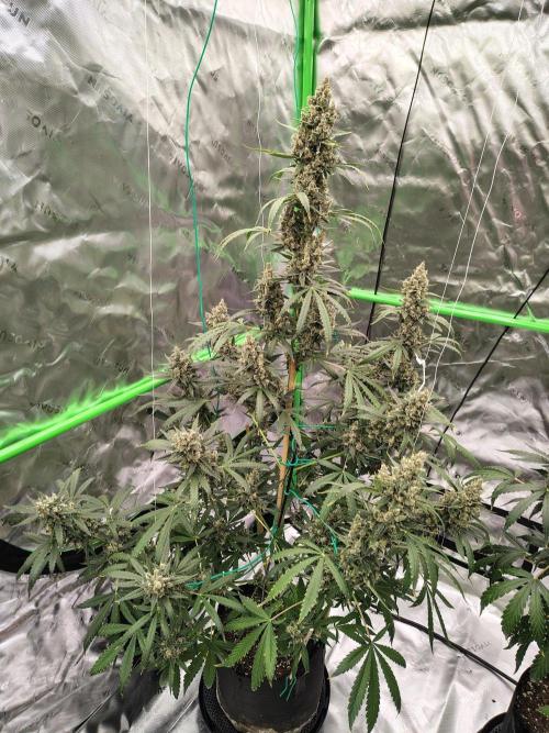 Son of a Mich. Week 11