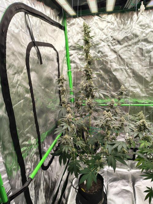 Zoap Rose. Week 13