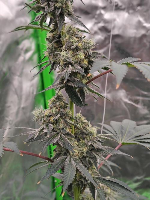 Zoap Rose. Week 13
