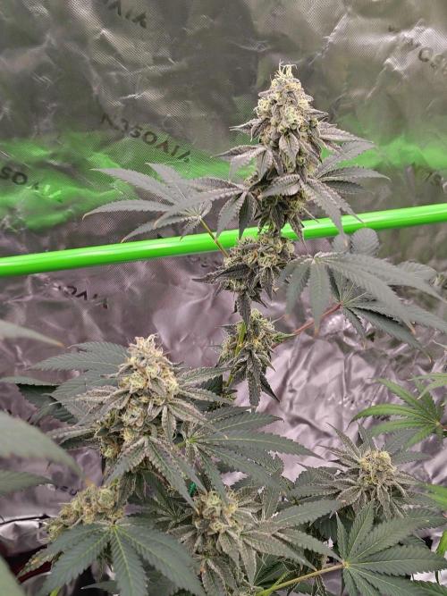 Zoap Rose. Week 13