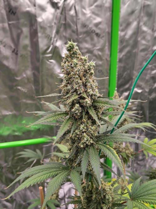 Fruity Pebbles OG. Week 13