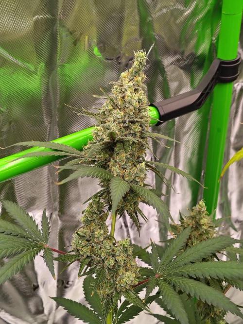 Fruity Pebbles OG. Week 13