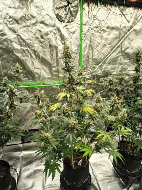 Fruity Pebbles OG. Week 13