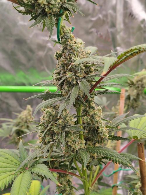 Fruity Pebbles OG. Week 13