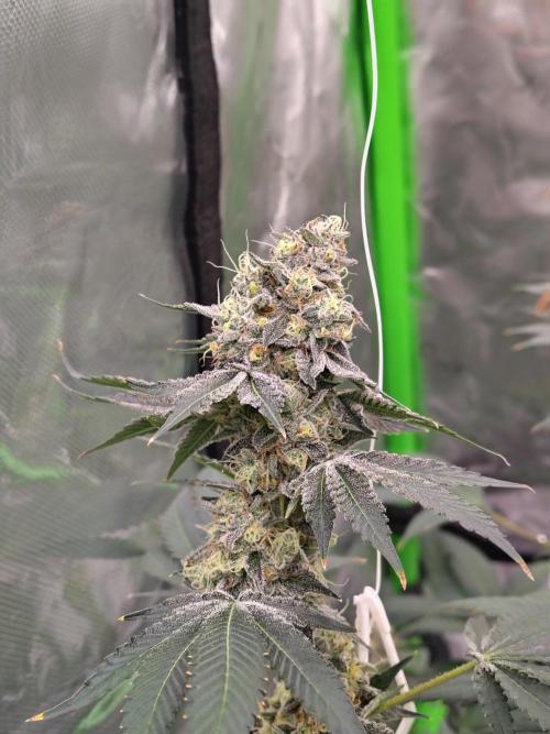 Zoap Rose. Week 14