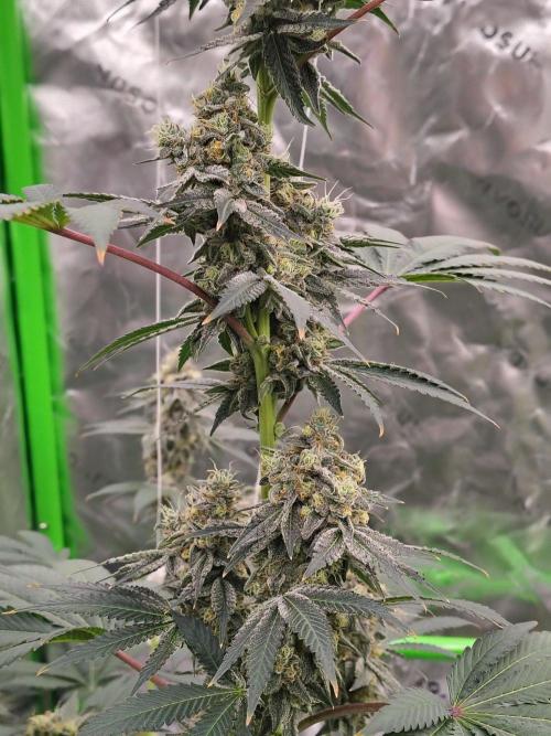 Zoap Rose. Week 14
