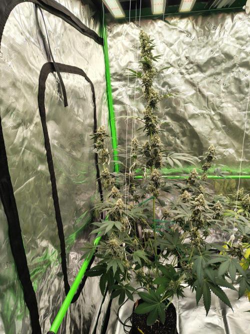 Zoap Rose. Week 14
