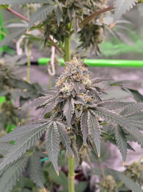 Zoap Rose. Week 14
