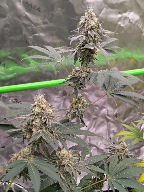 Zoap Rose. Week 14