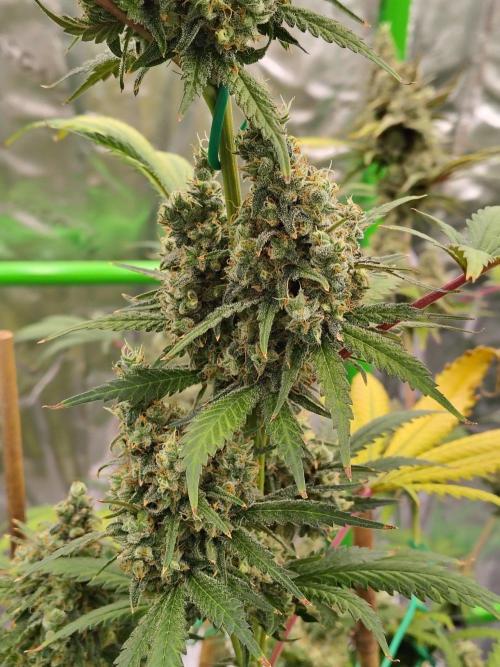 Fruity Pebbles OG. Week 14