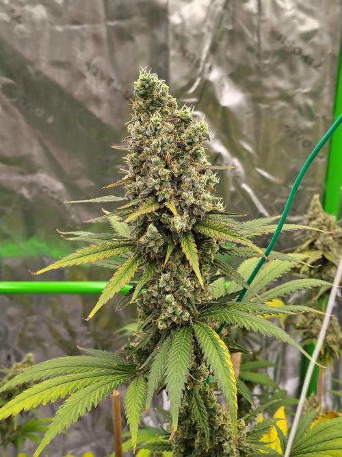 Fruity Pebbles OG. Week 14