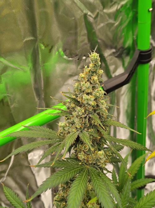 Fruity Pebbles OG. Week 14