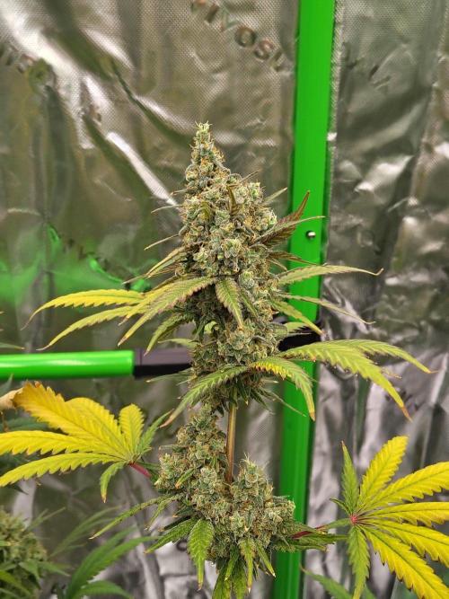 Fruity Pebbles OG. Week 14