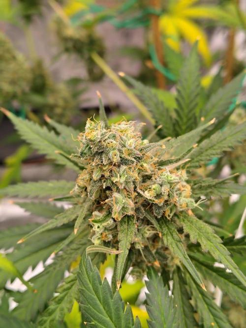 Fruity Pebbles OG. Week 14