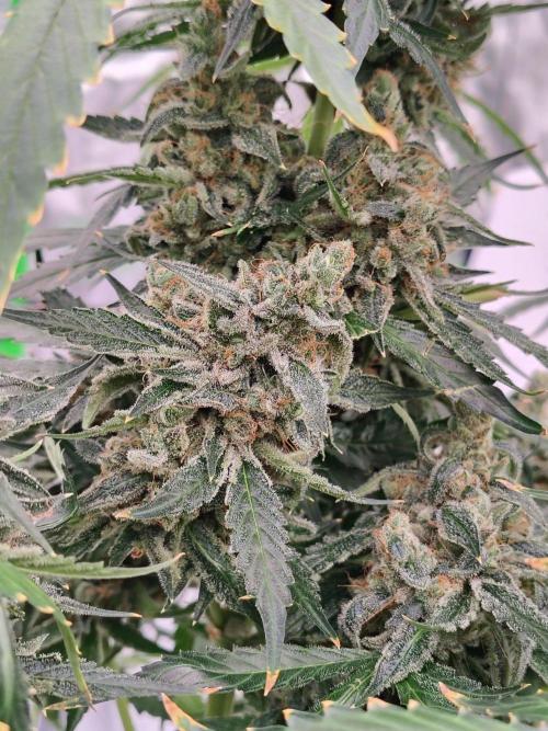 Son of a Mich. Week 12
