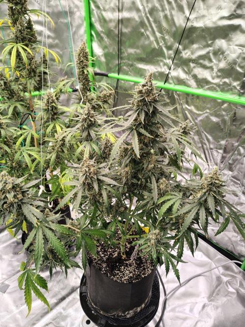 Son of a Mich. Week 12