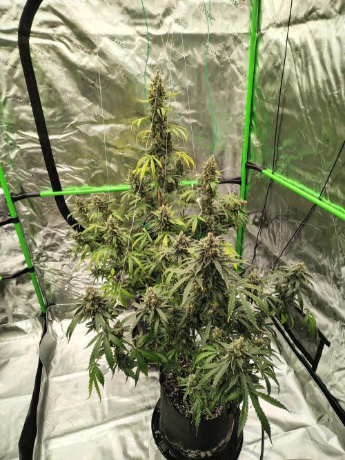 Son of a Mich. Week 12