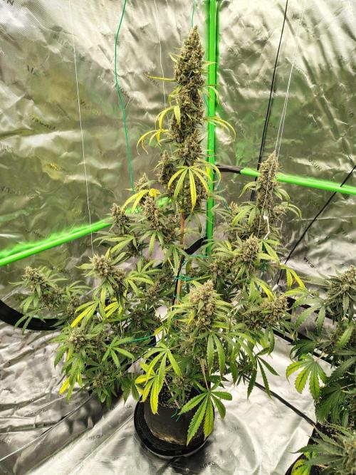 Son of a Mich. Week 12