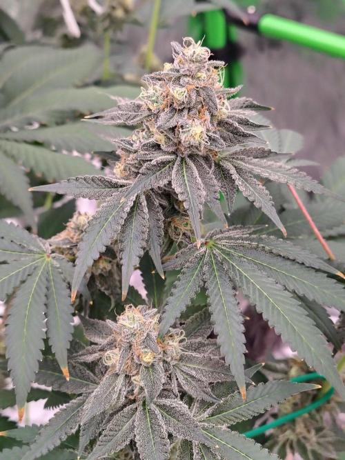 Zoap Rose. Week 14