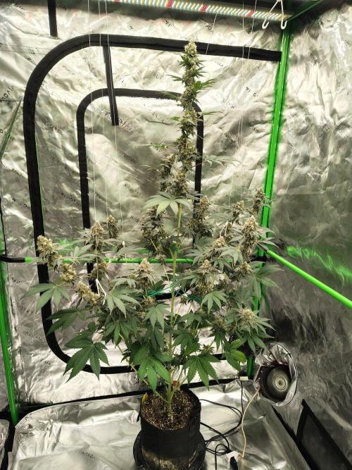 Zoap Rose. Week 14