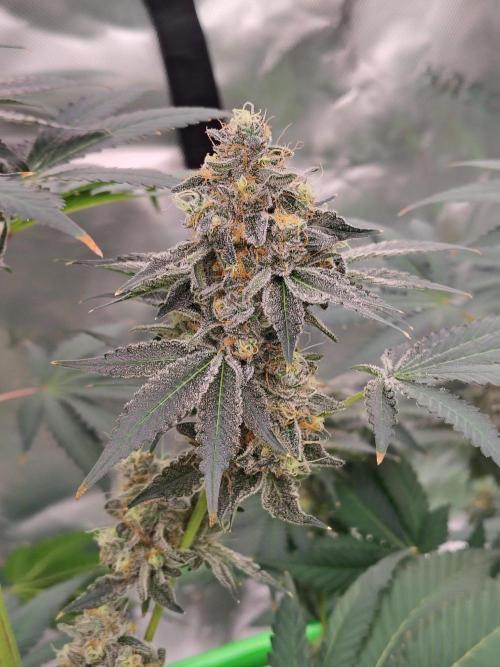 Zoap Rose. Week 14
