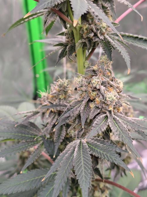 Zoap Rose. Week 14