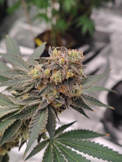 Zoap Rose. Week 14