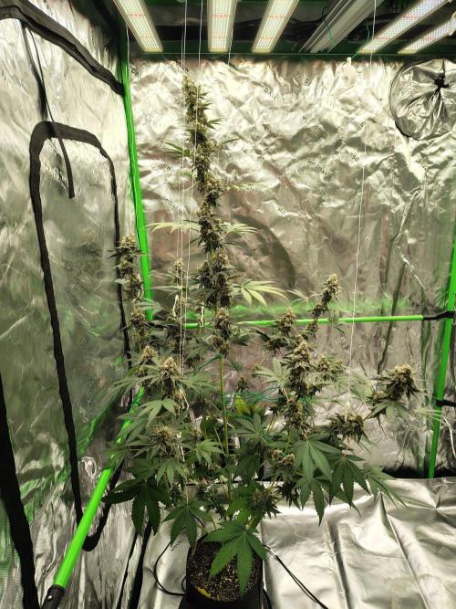 Zoap Rose. Week 14