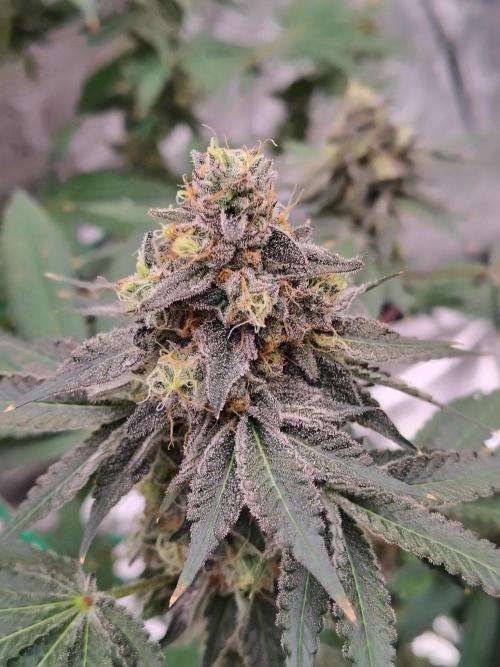 Zoap Rose. Week 14
