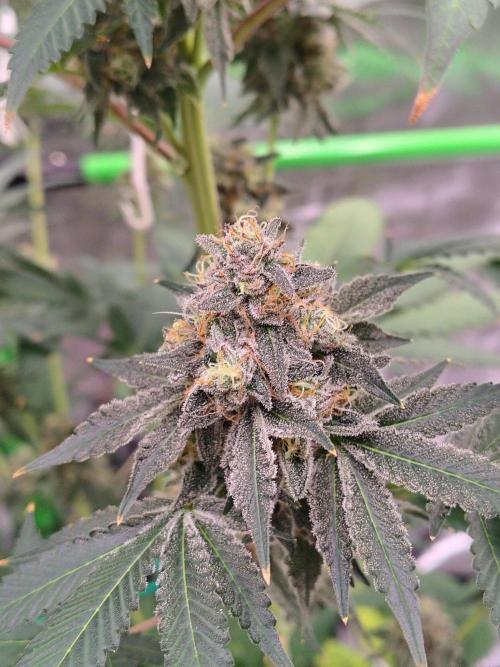 Zoap Rose. Week 14