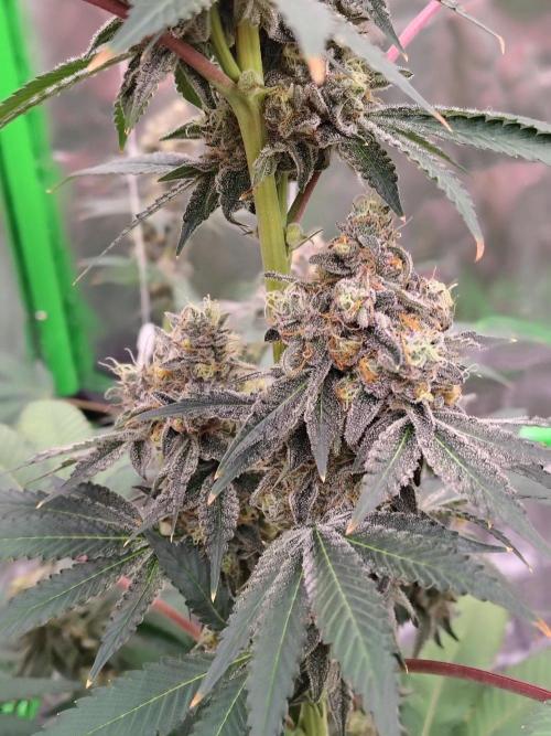 Zoap Rose. Week 14