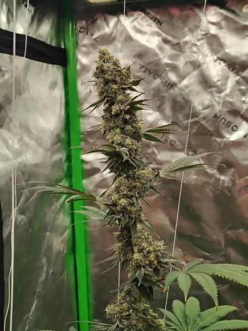 Zoap Rose. Week 14