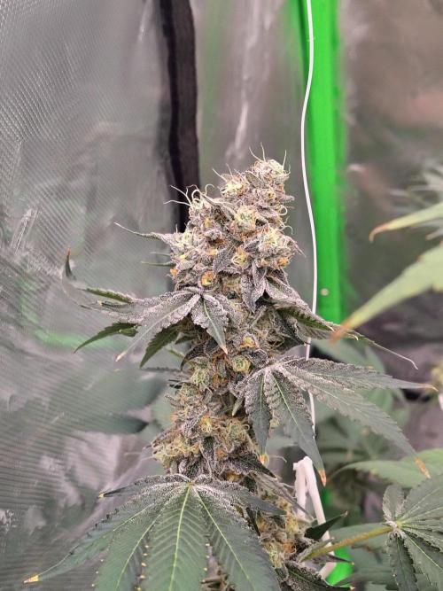 Zoap Rose. Week 14