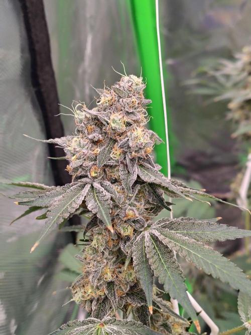 Zoap Rose. Week 15