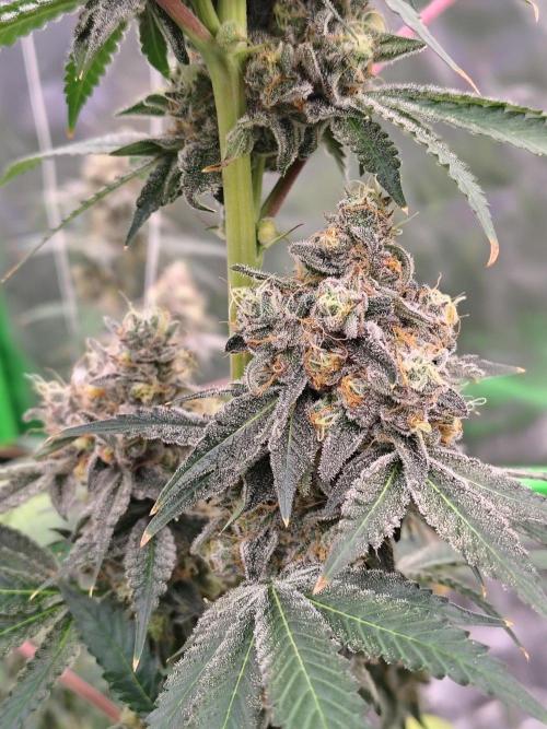 Zoap Rose. Week 15