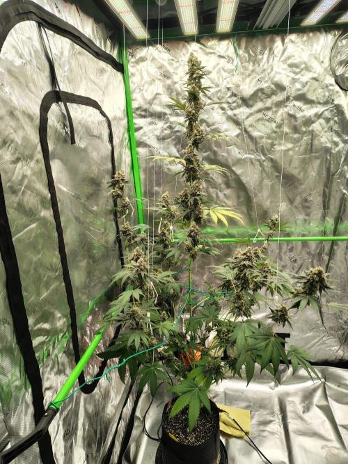 Zoap Rose. Week 15