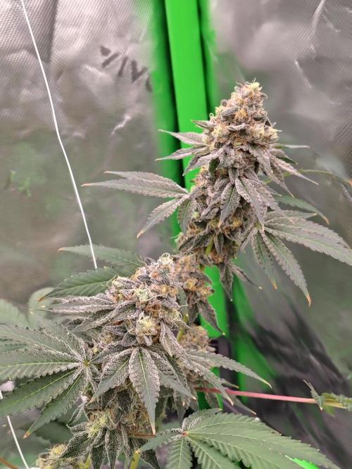 Zoap Rose. Week 15