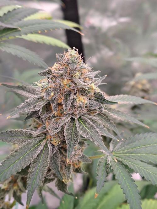 Zoap Rose. Week 15