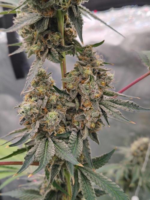 Zoap Rose. Week 15