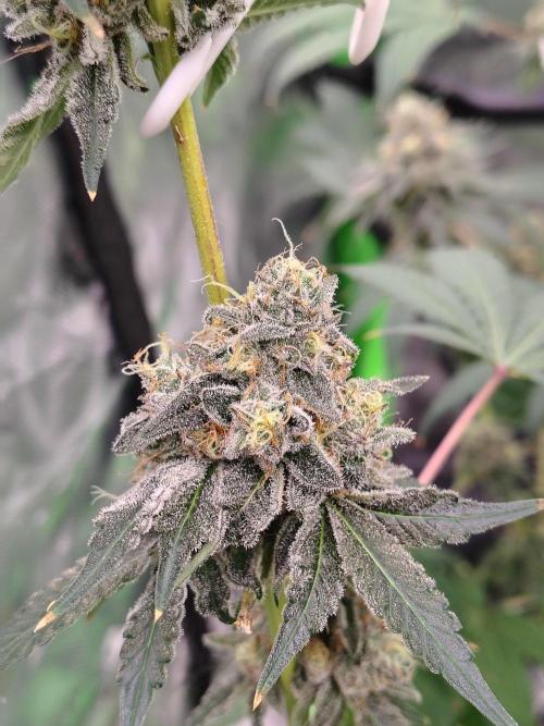 Zoap Rose. Week 15