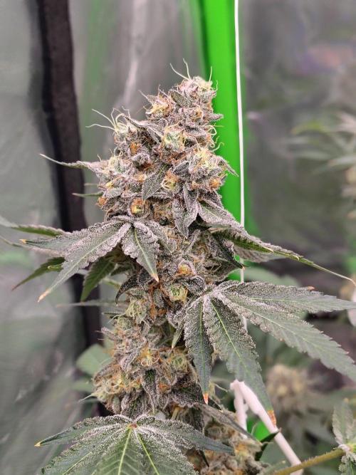 Zoap Rose. Week 15
