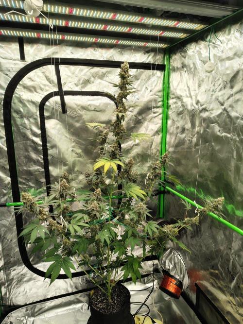 Zoap Rose. Week 15