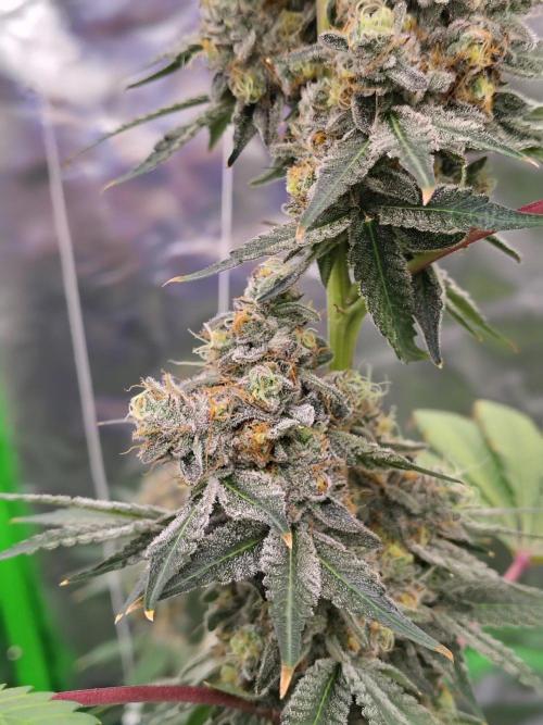Zoap Rose. Week 15