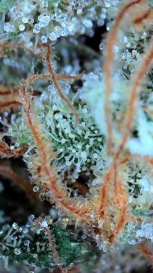 Fruity Pebbles OG. Week 15