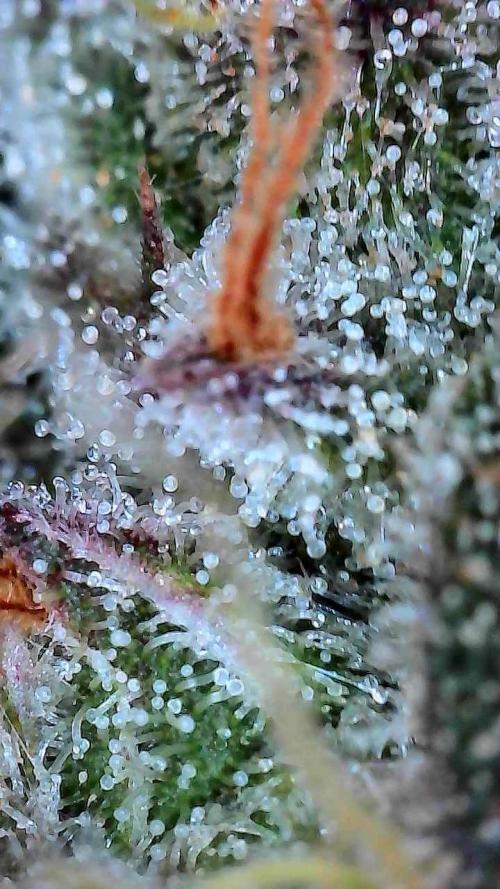 Zoap Rose. Week 15 - 67f
