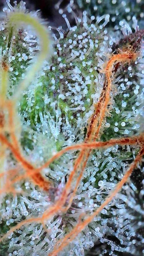 Zoap Rose. Week 15 - 67f