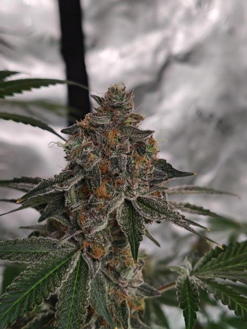Zoap Rose. Week 15
